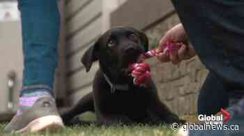 The rise of pandemic puppies and other foster critters