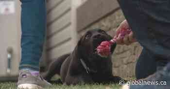 Canadians embrace pandemic puppies and other creature comfort during COVID-19 crisis