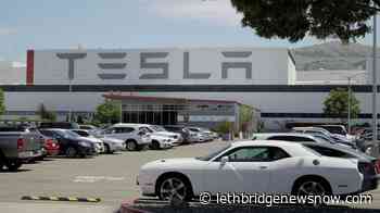 Elon Musk becomes champion of defying virus stay-home orders - Lethbridge News Now