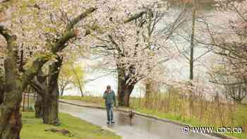 Toronto reopens High Park after temporary closure during cherry blossom bloom - CBC.ca