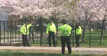 Coronavirus: Toronto bylaw officers caught posing for photos with fenced-off cherry trees - Globalnews.ca