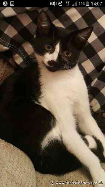 Incredible tale of cat who went missing from Bolton - and ended up in KENT