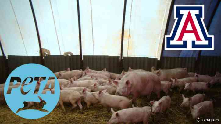 PETA demands justice for pig  inhumanely slaughtered at UArizona lab