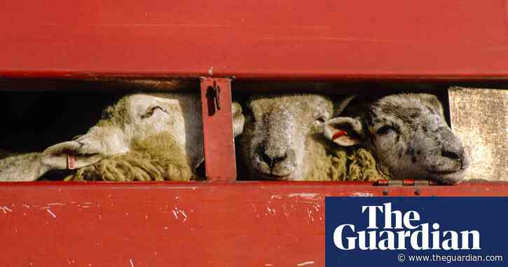 EU's live export trade puts welfare of millions of animals at risk – report