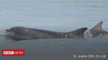 Increase in dolphin sightings near Scarborough coast