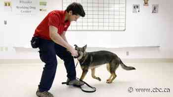 Could dogs detect coronavirus in humans? Your COVID-19 questions answered