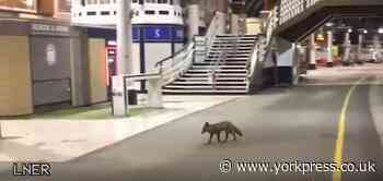 WATCH: Fox trots through York Station - update on mother goose