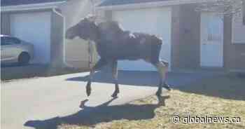 Video shows moose on the loose in Orillia, Ont. - Globalnews.ca