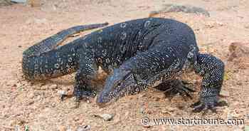 Large Asian lizard goes AWOL in Champlin