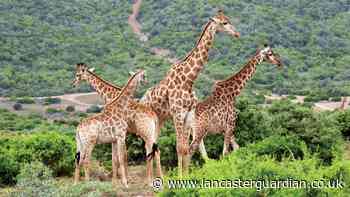Travel - enjoy South Africa from your armchair - Lancaster Guardian