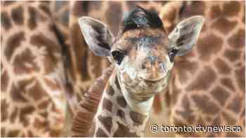 Toronto Zoo welcomes birth of endangered giraffe