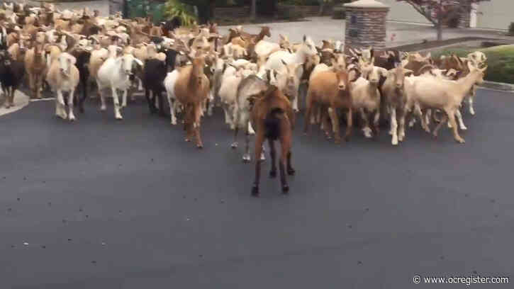 ‘Pure chaos’ as goats run wild in San Jose neighborhood
