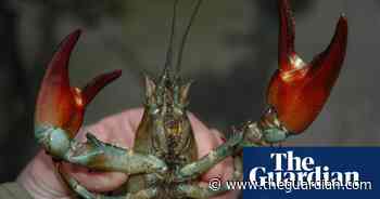 The Citizen's Army: why 1.3m of us could be called up to fight giant hogweed