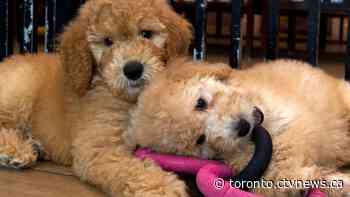 Buying a pooch while in quarantine? Police warn puppy scams are on the rise