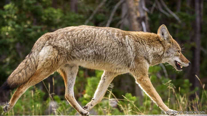 WATCH: Coyote Chases Roadrunner In Scene Straight Out Of Looney Tunes Cartoon