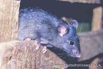 Residents air concerns after spotting rats in Bolton during lockdown - The Bolton News