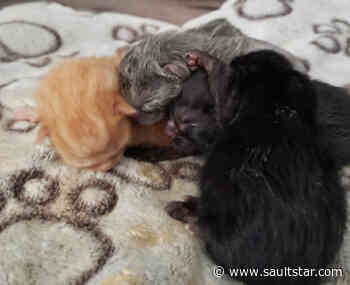 Four ‘crying’ kittens found in dumpster