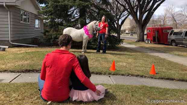 Calgary petting zoo offers pony visits in a social distancing atmosphere