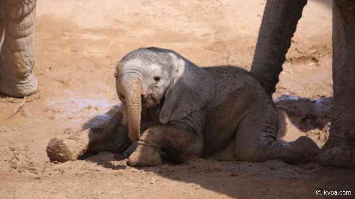 Reid Park Zoo seeks community input as facilities around Tucson prepare to reopen