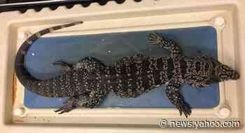 Large invasive lizard gaining foothold in Georgia, officials warn