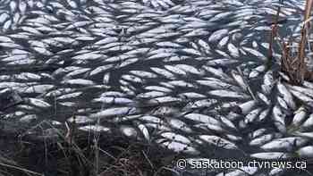 'It’s a shame': Thousands of fish at Humboldt Lake found dead