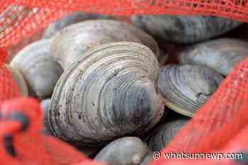Representative McNamara calls on DEM to allow Rhode Island shellfishers to sell directly to consumers - What'sUpNewp