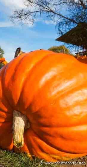 Roberts Creek: Hey, pumpkins! - Coast Reporter