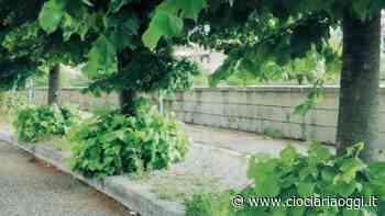 Erba alta e degrado, la pista ciclabile diventa pericolosa: l'ira dei residenti - ciociariaoggi.it