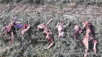 Anche per il primo sfalcio primaverile di erba medica serve buon senso - ravennanotizie.it