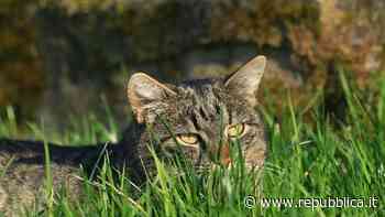 Il fascino irresistibile dell'erba gatta - La Repubblica