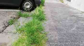 L'erba ha preso il suo spazio e ora è da estirpare - Qui News Firenze