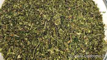 L'impatto dell'erba legale sulla società - Ciao Como - CiaoComo.it