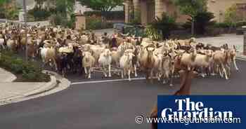 Grazing hell: 200 escaped goats hoof it through California neighborhood