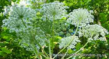Giant Hogweed: How to identify and get rid of the toxic plant
