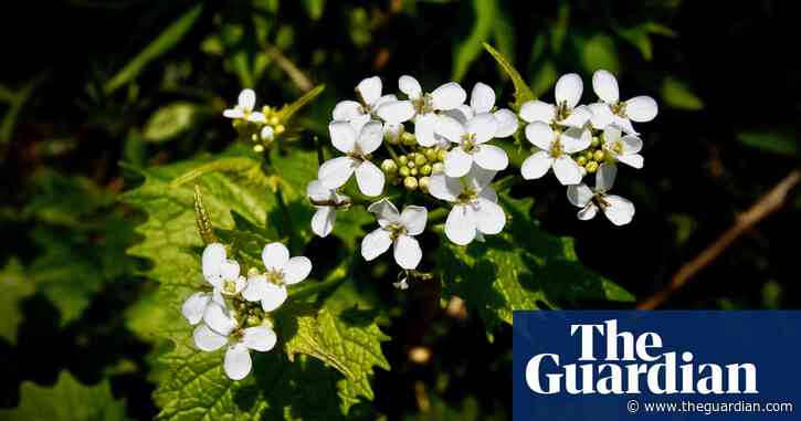 Country diary: from garlic mustard, through a glat, to the pulse of spring