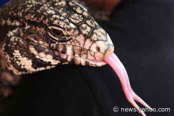 Georgia officials trying to stop large, invasive lizard that eats 'anything they want'