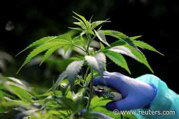 Israel approves medical cannabis exports - Reuters