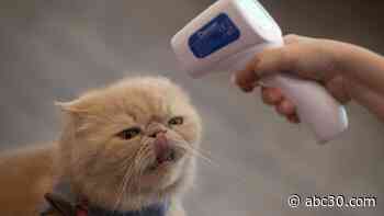 Cats with no symptoms spread coronavirus to other cats in lab test