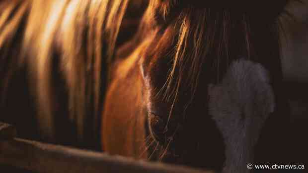 Canadian horse farms struggle to feed animals amid pandemic shutdown