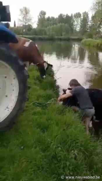 Boer sleurt koe met riem aan de nek uit Dender: “Onaanvaardbaar gewelddadig”