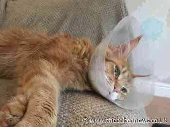 RSPCA appeal after cat shot with airgun in Bolton