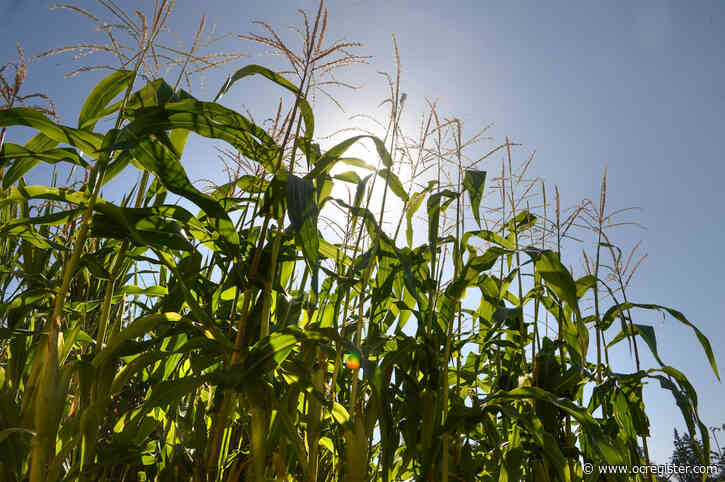 Master Gardener: Why you can’t grow popcorn and sweet corn at the same time