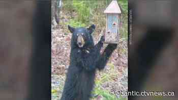 Moncton woman discovers black bear doesn't like Rod Stewart music - CTV News