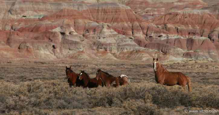 BLM cites ‘staggering’ cost of reining in U.S. wild horses