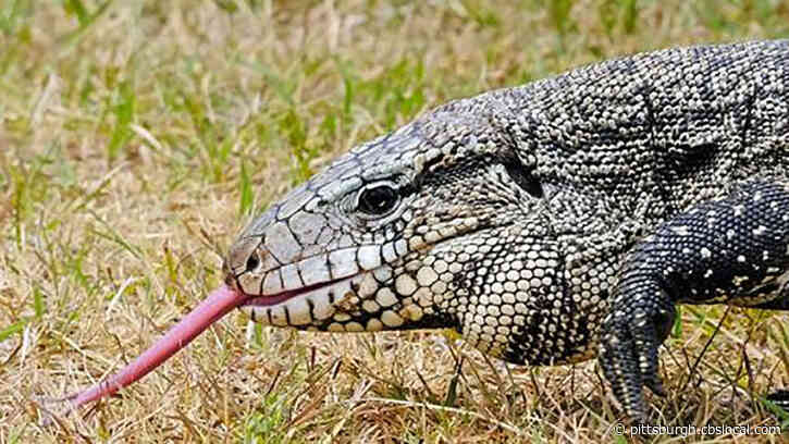 Wildlife Group Says This ‘Voracious’ Invasive Lizard Should Be ‘Shot On Sight’