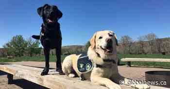 Victim Services Lethbridge Corridor welcomes new support dog, Marlee
