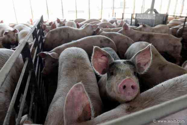 Farmers will have to euthanize millions of pigs as meat plants remain closed