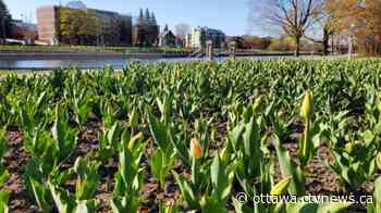 Ottawa stays frosty with another cold weather record to start Tuesday - CTV News