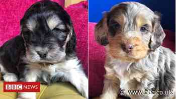 Puppy killed and 21 dogs stolen in Tarleton kennels raid