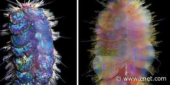 Newly discovered 'glitter worms' dance and fight one another underwater     - CNET